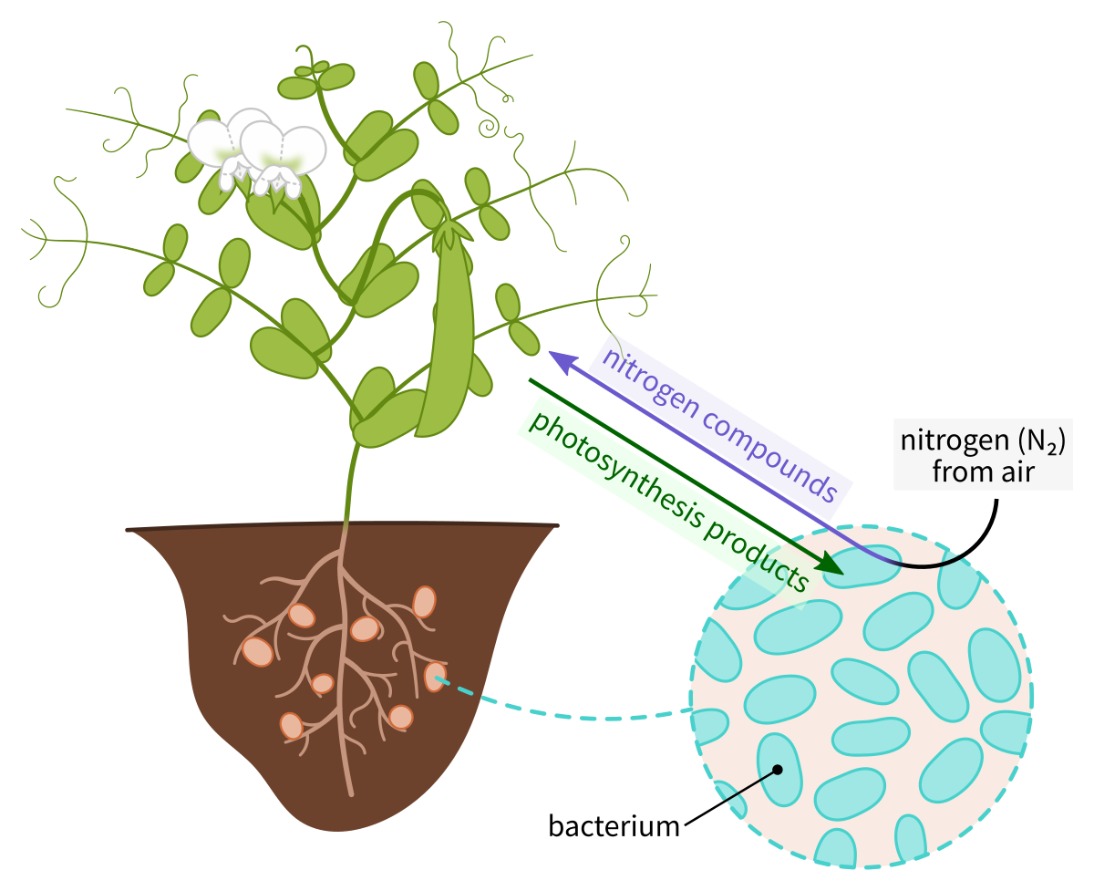 Nitrogen Metabolism in Crops